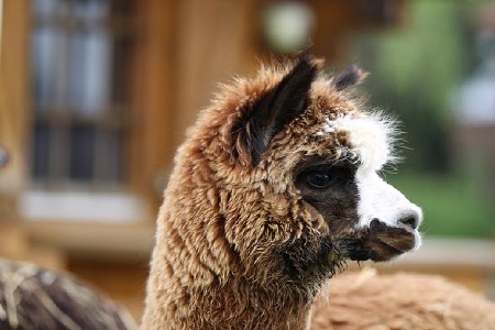 Alpaka kaufen, Verkauf Alpaka Stuten Hengste, Alpakazucht Bayern