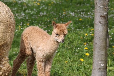 Alpaka kaufen Verkauf Alpaka Stuten Hengste Alpakazucht Bayern